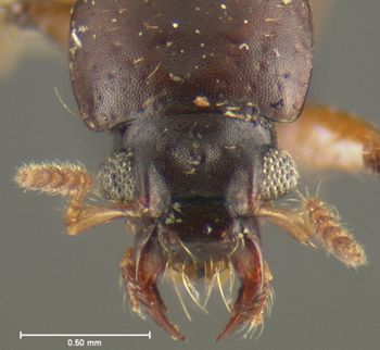 Media type: image;   Entomology 24062 Aspect: head dorsal view